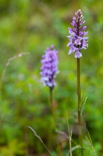 Dactylorhiza fuchsii, Finland, fox orchid, fox fingerroot, fox knuckle herb, fox fingerroot, fox