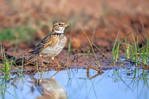 Western calandra lark, European calandra-lark (Melanocorypha calandra, Alauda calandra) drinking