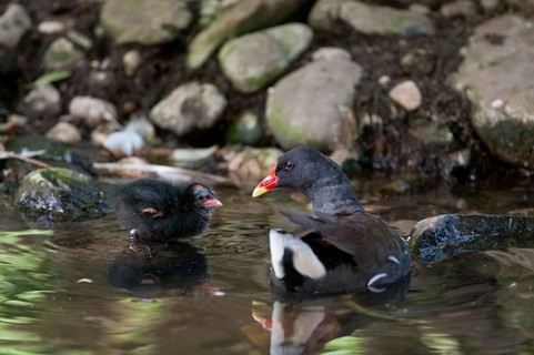 Gallinula chloropus, bog grouse, pond rail, birds, gruiformes, adolescent, juvenile, crane birds,