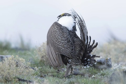 Sage Grouse (Centrocercus urophasianus) male mating, Idaho, USA