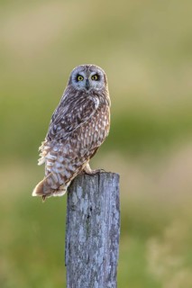 Short-eared owl (Asio flammeus) adult perched on old wooden fence post along field in late spring,