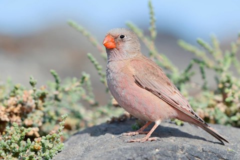 Desert Bunting (Bucanetes githagineus), male perched on a rock, Fuerteventura, Canary Islands,