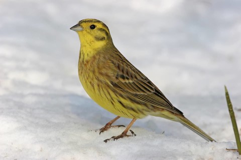 Yellowhammer (Emberiza citrinella), Rhineland-Palatinate, Germany