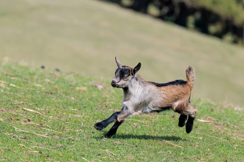 A young pygmy goat (Capra hircus) runs across a green meadow on a sunny day. Austria