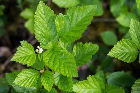 Rosaceae, rose family, rubus saxatilis, stone blackberry, flora, plants, plants, stone bramble