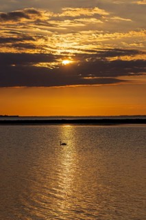 Sun behind clouds, sunset, reflection, swan, Baltic Sea, Goldhöft, Geltinger Birk Nature Reserve,