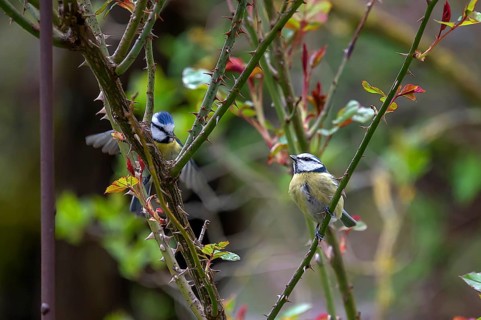Blue tits (Cyanistes caeruleus) in a rose bush, Bavaria, Germany