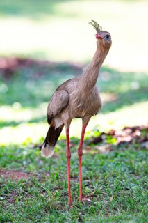 Red-footed seriema (Cariama cristata) Pantanal Brazil