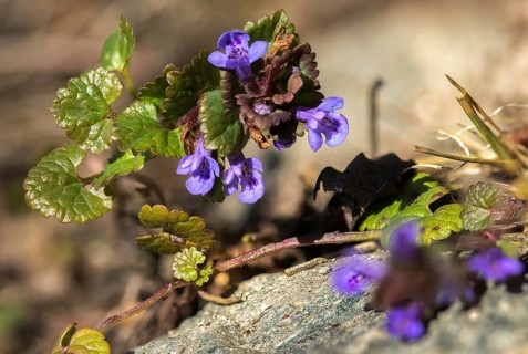 Real gundelvine, common gundermann, glechoma hederacea, gundelvine, gundermann, lamiaceae, mint