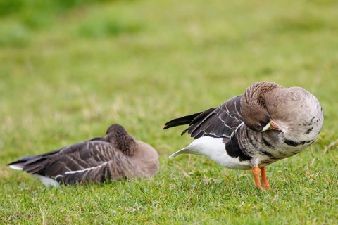 Greater White-fronted Goose (Anser albifrons), North Rhine-Westphalia, Germany