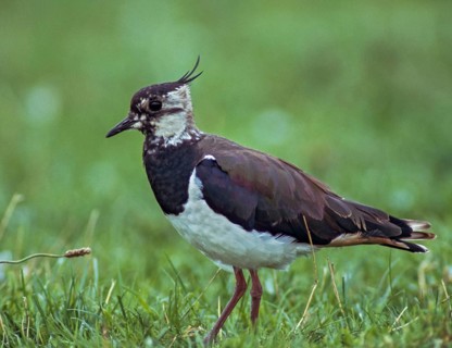 Lapwing, vanellus vanellus, birds, charadriiformes, limikolen, plovers, birds, waders, waders