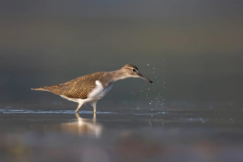 Common Sandpiper (Actitis hypoleucos), North Rhine-Westphalia, Germany