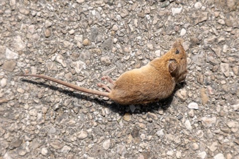 Small dead mouse (Mus) lying on asphalt, Ternitz, Lower Austria, Austria