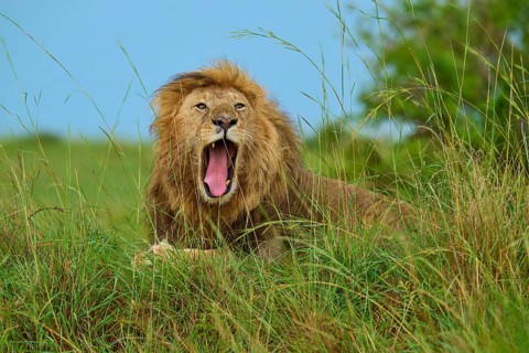 A lion yawning in the grass during a safari, showing its teeth with its mouth wide open, lion