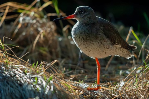 Redshank, redshank, tringa totanus, birds, charadriiformes, limikolen, snipe birds, scolopacidae,