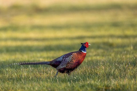 A male pheasant (Phasianus colchicus) in March at the start of the courtship season, courtship,