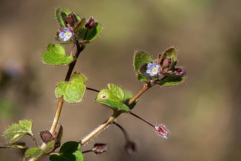 Ivy honorary prize, ivy leaf honorary prize, plantaginaceae, Veronica hederifolia, plantain plants,