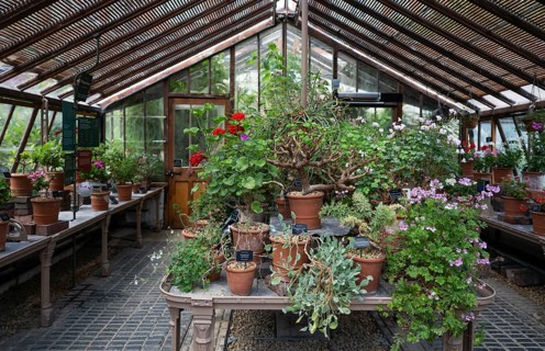 Historic greenhouse for pelargoniums or geraniums, Chelsea Physic Garden, historic botanical