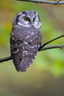 Rauhfusskauz (Aegolius funereus), Boreal owl, adultes Tier, Oktober, captive, Nationalpark