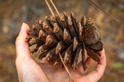 Hand gently holding a large pine cone, showcasing its textured scales and rustic brown color,