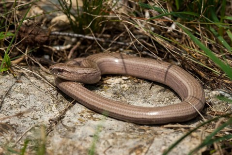Anguis fragilis, slow worm, western slow worm, blindworm, critters, deaf adder, lizards, hazelworm,