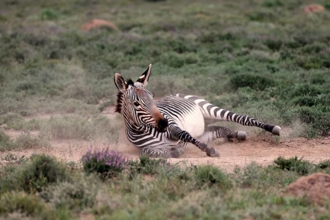 Cape Mountain Zebra (Equus zebra), adult, sand bath, Mountain Zebra National Park, Eastern Cape,