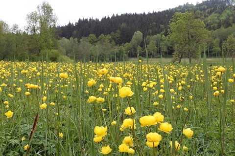 Trollflowers (Trollius europaeus) on the banks of the eastern Günz in Ostallgäu, Allgäu, Bavaria,