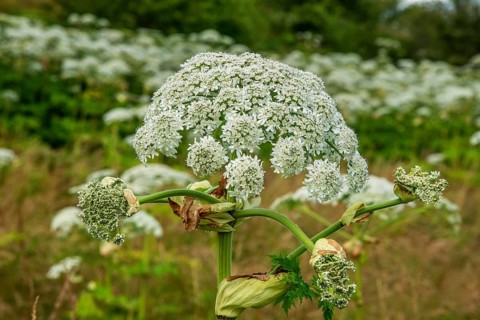 Giant hogweed (Heracleum mantegazzianum), a severely invasive plant, Ystad municipality, Skåne