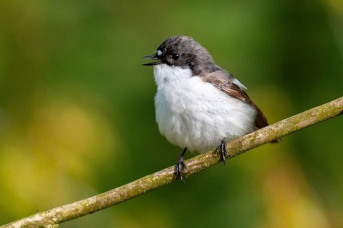 Ficedula hypoleuca, pied flycatcher, mourning snapper, mourning snapper, birds, song, male,
