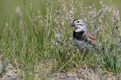 McCown's Longspur (Calcarius mccownii) perched on a branch in Alberta, Canada