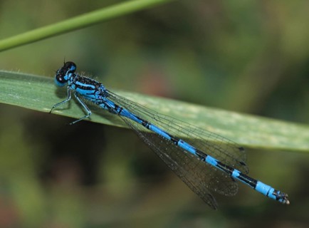 Azure damselfly, coenagrion puella, common coenagrion, horseshoe azuremaid, damselflies,