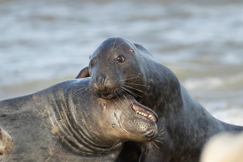 Atlantic grey seal (Halichoerus grypus) two adult animals in love courting in the breaking waves of
