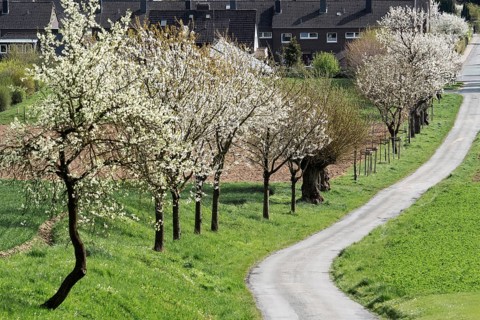 Blühende Kirschenallee Rinteln Germany