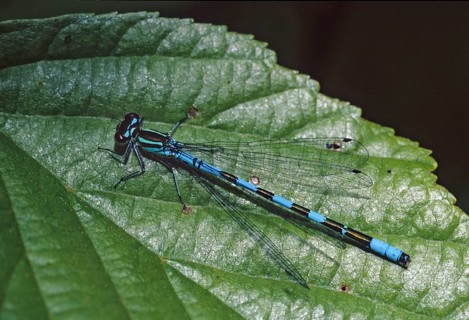 Coenagrion hastulatum, northern damselfly, spearhead flower, spear azurmaid, damselflies,