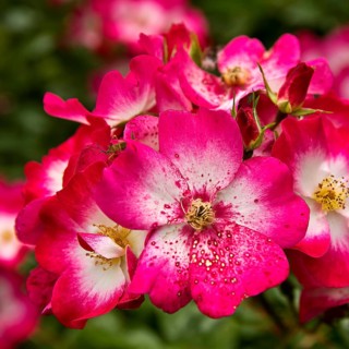 Bukavu rose petals, Moschata hybrid, wide shrub with clusters of simple, cherry-red flowers with a