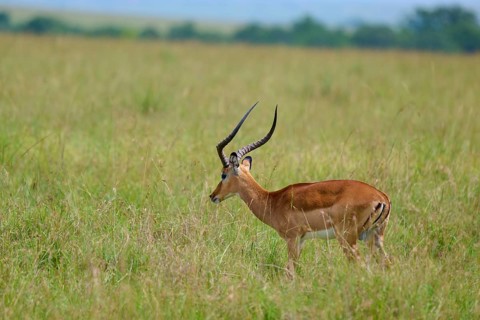 Black-heeled antelope (Aepyceros melampus), Masai Mara National Reserve, Narok County, Kenya