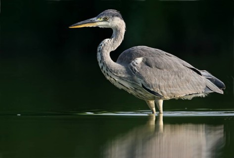Grey grey heron (Ardea cinerea), Foraging, Boat Trip, Tiszaalpár, Kiskunsági National Park,