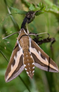 Hyles gallii, bedstraw owl, sphingidae, bedstraw hawk moth, butterfly, galium sphinx, high size,