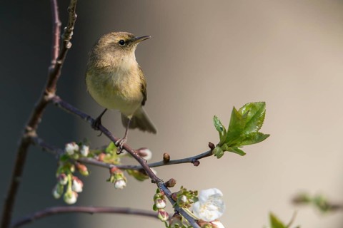 Chiffchaff, phylloscopus collybita, zilpzalp, birds, passeri, songbirds, birds