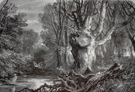 Distinctive trees, natural landmark, New Forest, near Lymington in Hampshire, England. A mighty,