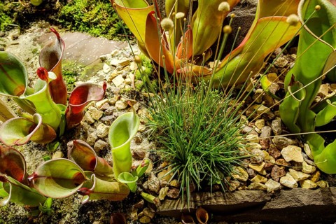 Carnivorous plants in a greenhouse, pitcher plants in a garden in Merano in South Tyrol, Italy