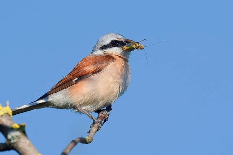 Red-backed Shrike (Lanius collurio), male with a grasshopper in its beak, North Rhine-Westphalia,