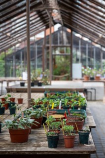 Seedlings, historic greenhouse, Chelsea Physic Garden, historic botanical garden, oldest botanical