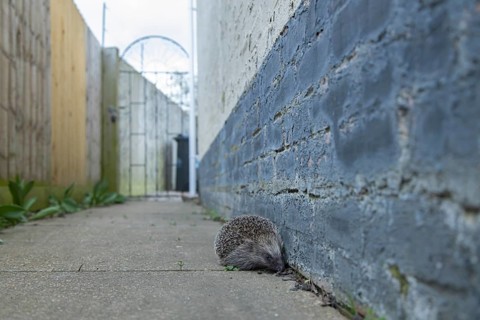 European hedgehog (Erinaceus europaeus) adult animal on a garden path, England, United Kingdom