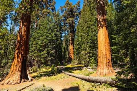 Giant sequoia trees reaching high into the bright blue sky, creating a breathtaking vista in the