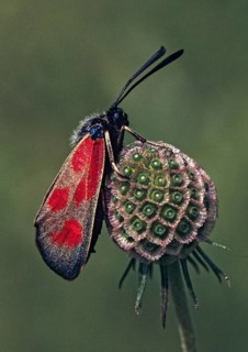 Hatchet red ram, dragonfly, zygaena loti, butterfly, high size, portrait format, insects, leo,