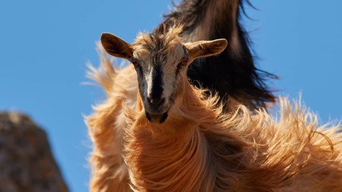 Close-up of goat with long fur against blue sky, Rodopou Peninsula, Rodopou, West Crete, Greek