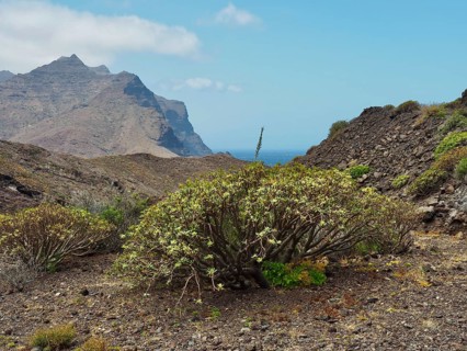A dry landscape with shrubs and balsam spurge (Euphorbia balsamifera), set against a mountainous