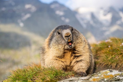 Alpine marmot (Marmota marmota) in autumn, Grossglockner, High Tauern National Park, Austria