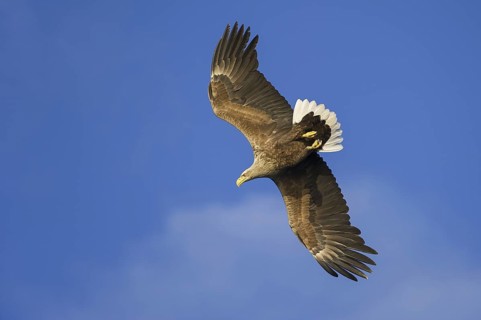 White-tailed Eagle (Haliaeetus albicilla) flying, Nord-Trondelag, Norway